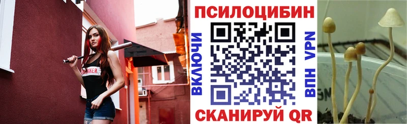 закладки  Камышин  KRAKEN   Псилоцибиновые грибы мицелий 